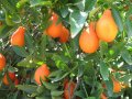 Мандаринкуат Mandarinquat Indio, снимка 1 - Градински цветя и растения - 40746088