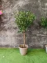 Изкуствено маслиново дръвче, снимка 1