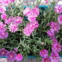 Продавам цветя Делосперма - разсад, за ранно пролетно засаждане, снимка 7 - Стайни растения - 26451909