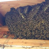 Хващане на пчели / Улавяне на пчелни рояци, снимка 3 - Други животни - 37159467