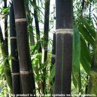 100 бр бамбукови семена от черен бамбук Black Bamboo растение декорация за двора и градината, снимка 6 - Стайни растения - 28091310