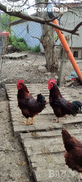 Продавам Петли Родайланд ,Легбар Крем и Легхорн , снимка 1