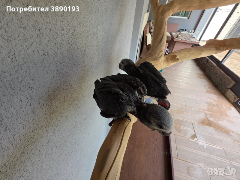 Бебета скално жако ред фактор, снимка 1