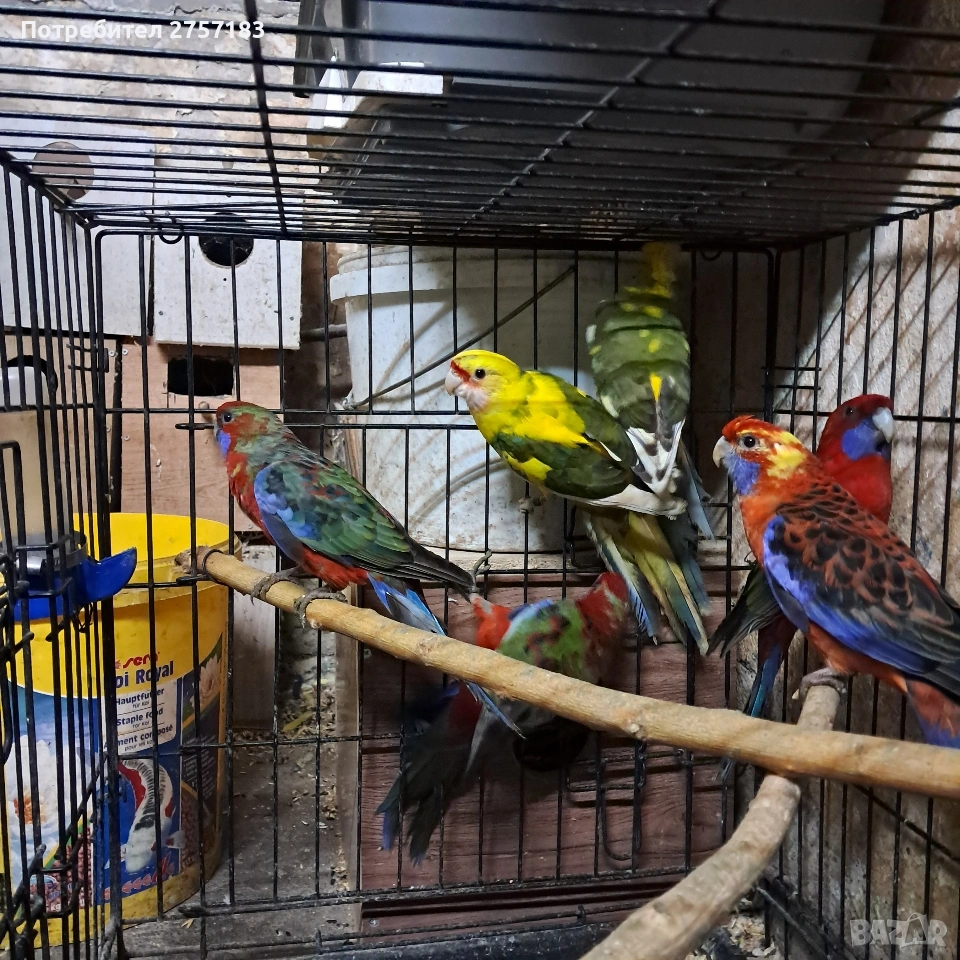 продавам пенантови розели и чифт страки, снимка 1