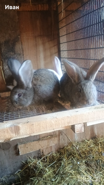 Малки великанчета, снимка 1