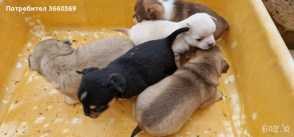 Продавам малки чихуата, снимка 1