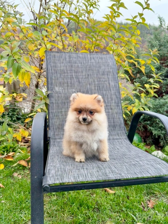 Померан момиче със втора ваксина. Померанче, снимка 1