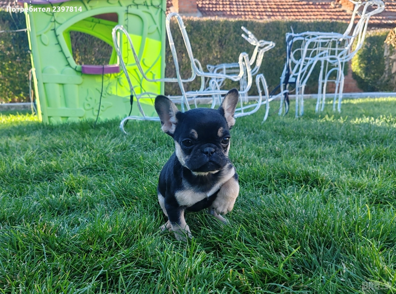 Френски булдог , снимка 1