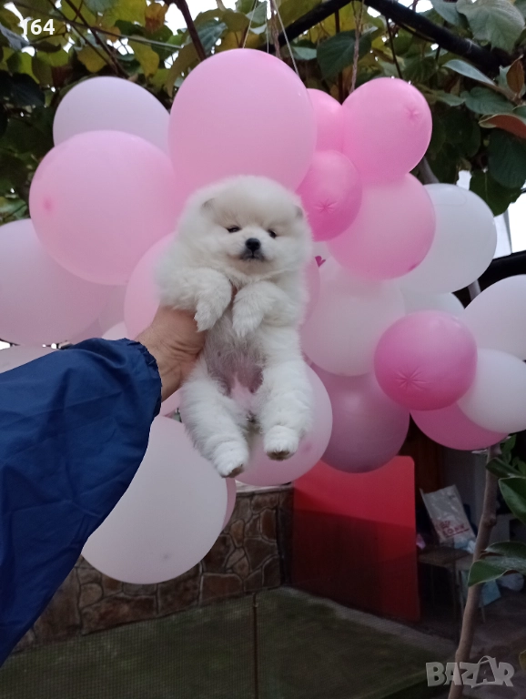 Бяло момиче. Померан., снимка 1