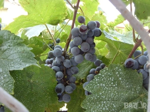 Грозде Отел за вино или ракия - около 70-80кг. Перник, снимка 2 - Други - 52034579