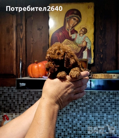 Той пудел red brown ДОСТАВКА!, снимка 4 - Пудели - 52797062