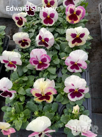 Теменужки с едри цветове, снимка 9 - Градински цветя и растения - 53468468