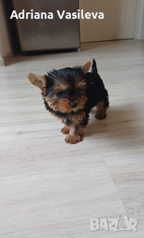 Мини йоркширски териер момче, снимка 2 - Йоркширски териер - 53305723