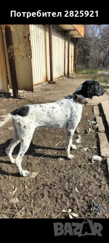  ловджийски Курцхаар , снимка 3 - Курцхаар - 49543294