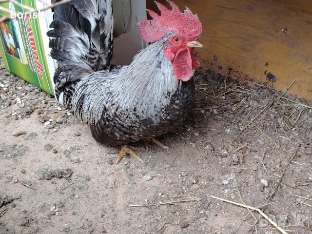 Продавам петле  шабо