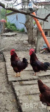 Продавам Петли Родайланд ,Легбар Крем и Легхорн , снимка 1