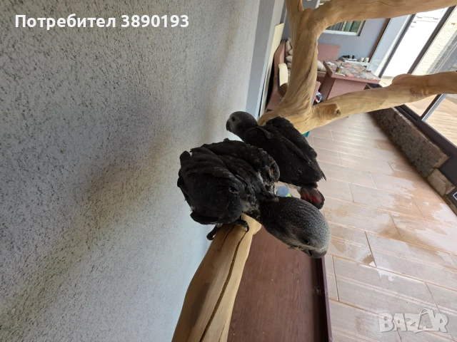 Бебета скално жако ред фактор, снимка 1