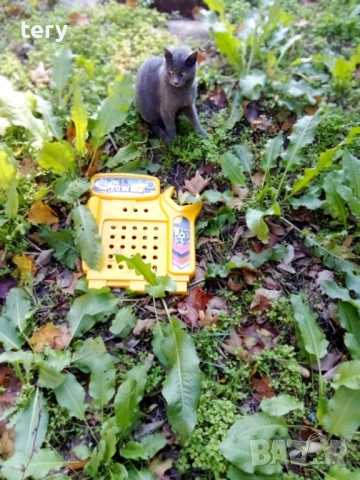 Продавам руска синя мъжко , снимка 2 - Руска синя котка - 52418919