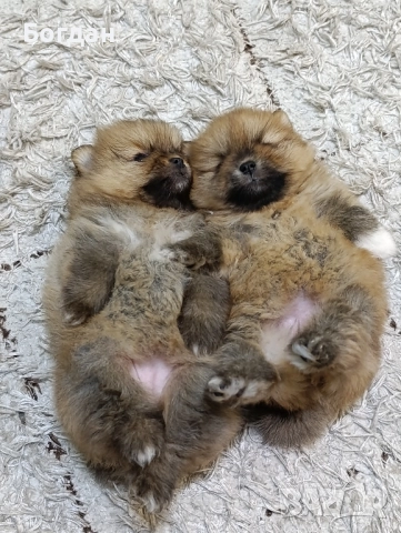 малки сладки госпожици , снимка 6 - Померан - 46673568