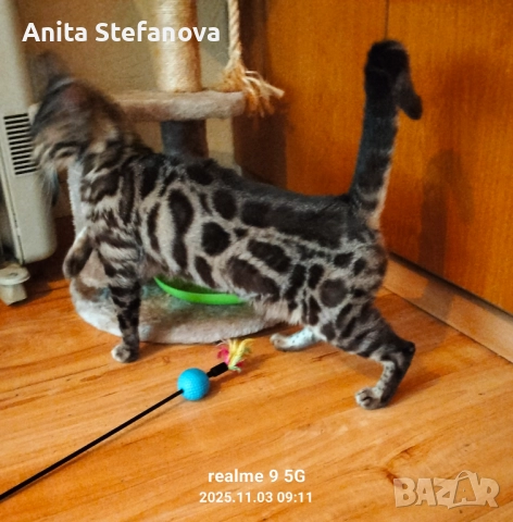 Бенгалска котка, снимка 13 - Бенгалски - 50322283