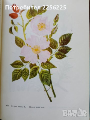 Фитотерапия , снимка 3 - Специализирана литература - 50501664