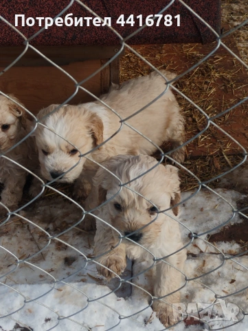 Кучета за трюфели, снимка 2 - Кокер шпаньол - 53596008