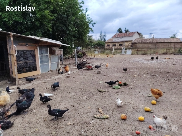 неми юрдечки