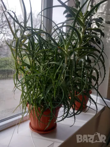 Продовом алое и бенджамин, снимка 2 - Стайни растения - 50423044
