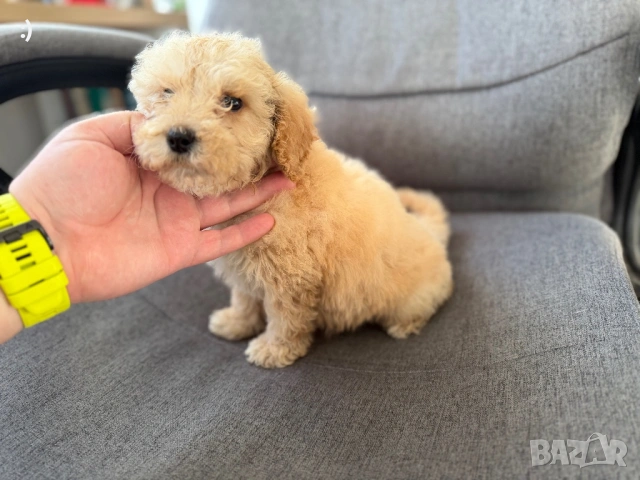 Мини Пудели Актуално от 16.1.2026, снимка 2 - Пудели - 52971791