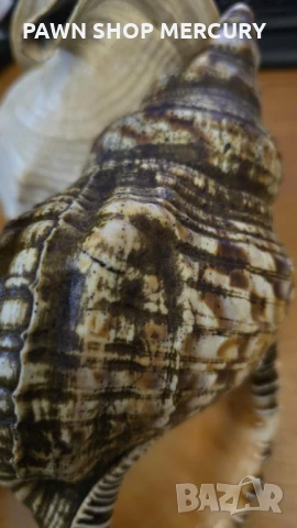 Продавам големи океански рапани , снимка 5 - Декорация за дома - 51267598