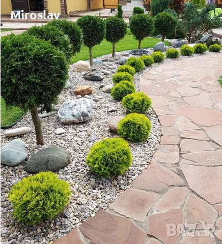 Туя Даника ауреа, снимка 3 - Градински цветя и растения - 51622457