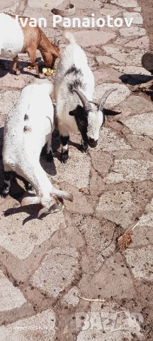 продавам мини козички, снимка 7 - Кози - 47564821