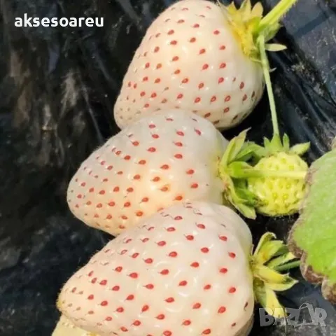 100 високо качествени семена от плод бяла ягода органични плодови ягодови семена от вкусни ягоди отл, снимка 7 - Разсади - 47607460