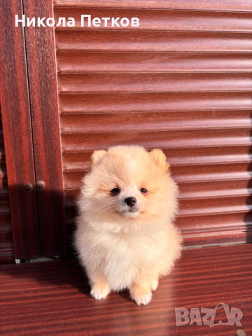 Померан , снимка 2 - Померан - 52839328