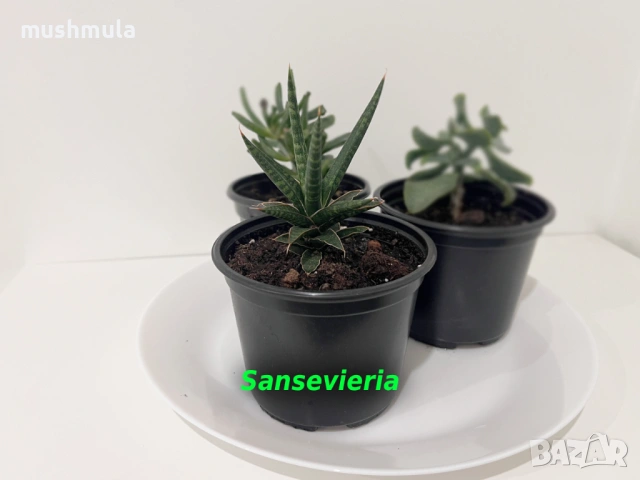 Сукуленти Красула и Сансевиера, снимка 4 - Стайни растения - 53487548