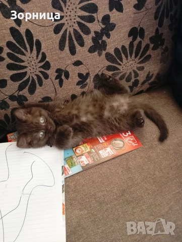 БРИТАНСКО КОТЕ, снимка 14 - Британска късокосместа - 53468415