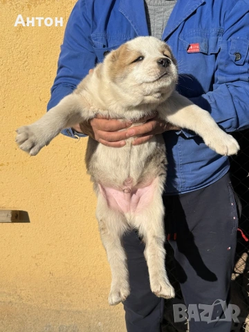 Алабай (Средно Азиатска овчарка), снимка 14 - Алабай - 52940508