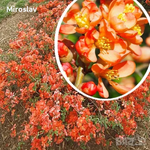 Японска Дюля/4 Налични цвята, снимка 2 - Градински цветя и растения - 50603139