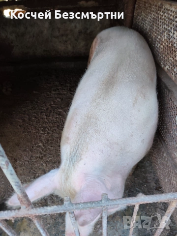 Свине майки, снимка 2 - Прасета - 53018708