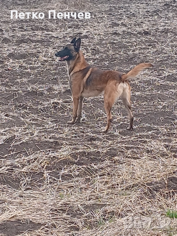 Белгийска овчарка малиноа за разплод, снимка 8 - Белгийска овчарка - 32965344