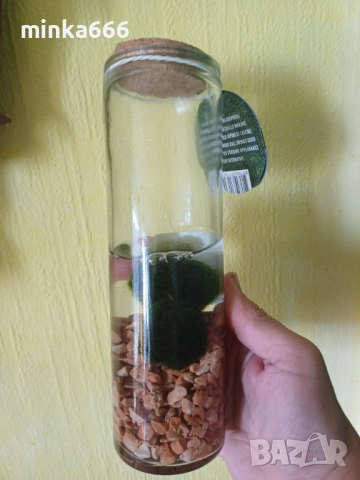 Маримо , снимка 3 - Стайни растения - 52167078