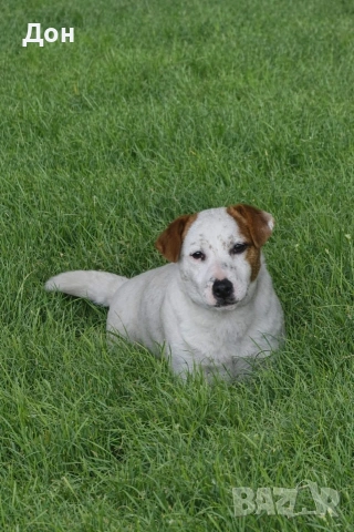 Джак Ръсел Териер 🐾💯