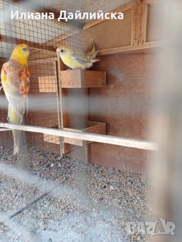 КОРЕЛИ И ПОЙНИ ПАПАГАЛИ , снимка 6 - Папагали - 44035689