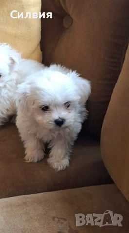 Предлагам малтийска болонки , снимка 2 - Болонка - 53306641