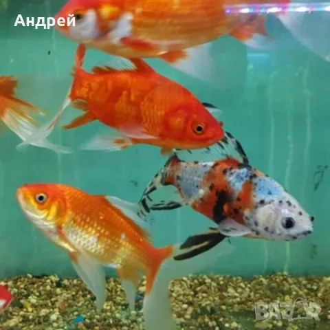 Шубинкин - златна рибка , снимка 3 - Рибки - 50107569