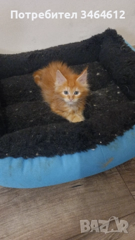 Мейн куун, снимка 5 - Мейн кун - 52592928