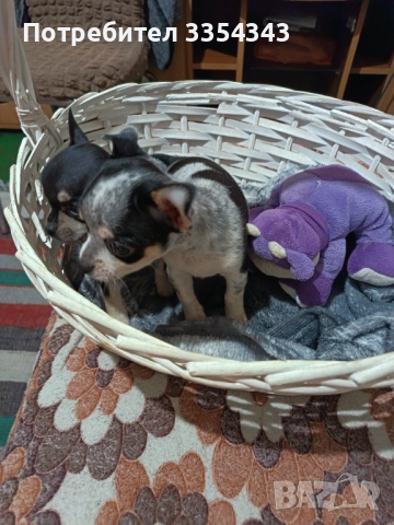 Чихо пинчери родени са 23.11.25, снимка 2 - Чихуахуа - 52791732