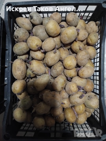 Картофи сорт Актрис, снимка 3 - Разсади - 52958008