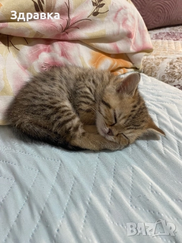 Златна чинчила  котета, снимка 3 - Британска късокосместа - 52573303