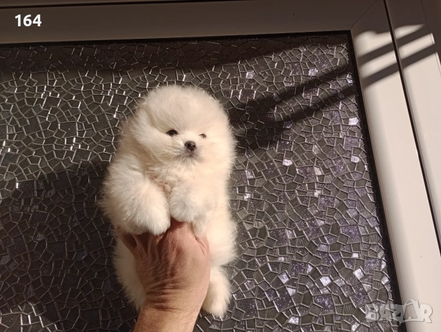 Мъжки Померан. Реални снимки от 12.01.26 г